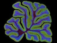 Коронавирус