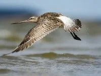 Веретенник малый