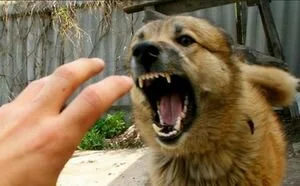 Госпродпотребслужба: в Киеве повысилась вероятность заболевания бешенством