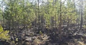 Под Черниговом потушили торфяник, который почти месяц беспрерывно горел
