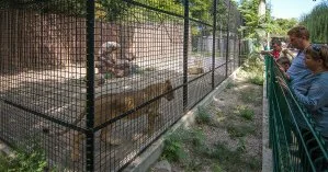 В биопарке Одессы копы газовыми баллончиками выгоняли посетителя из клетки со львами (видео)