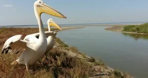 Под Одессой экологи переселили в заповедник редких птиц, которые жили в ресторане