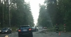 В Киевской области посреди дороги упало дерево и повредило два автомобиля