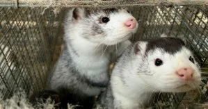 В Польше коронавирус был обнаружен у нескольких рабочих на норковых фабриках