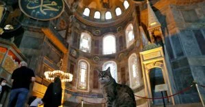 В турецком Стамбуле умерла кошка-знаменитость по кличке Гли