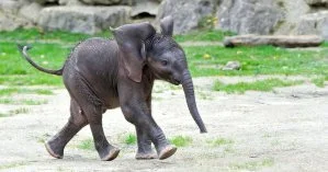 В Таиланде голодный слоненок воровал тростник и прятался от людей за столбом