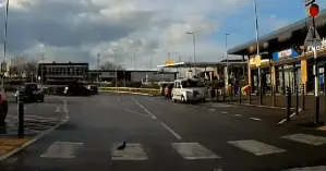 В Британии засняли прилежного голубя, который переходил дорогу по