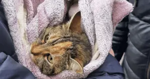 Более трех суток просидела на дереве: в Одессе спасли кошку, которая едва не упала на землю (видео)